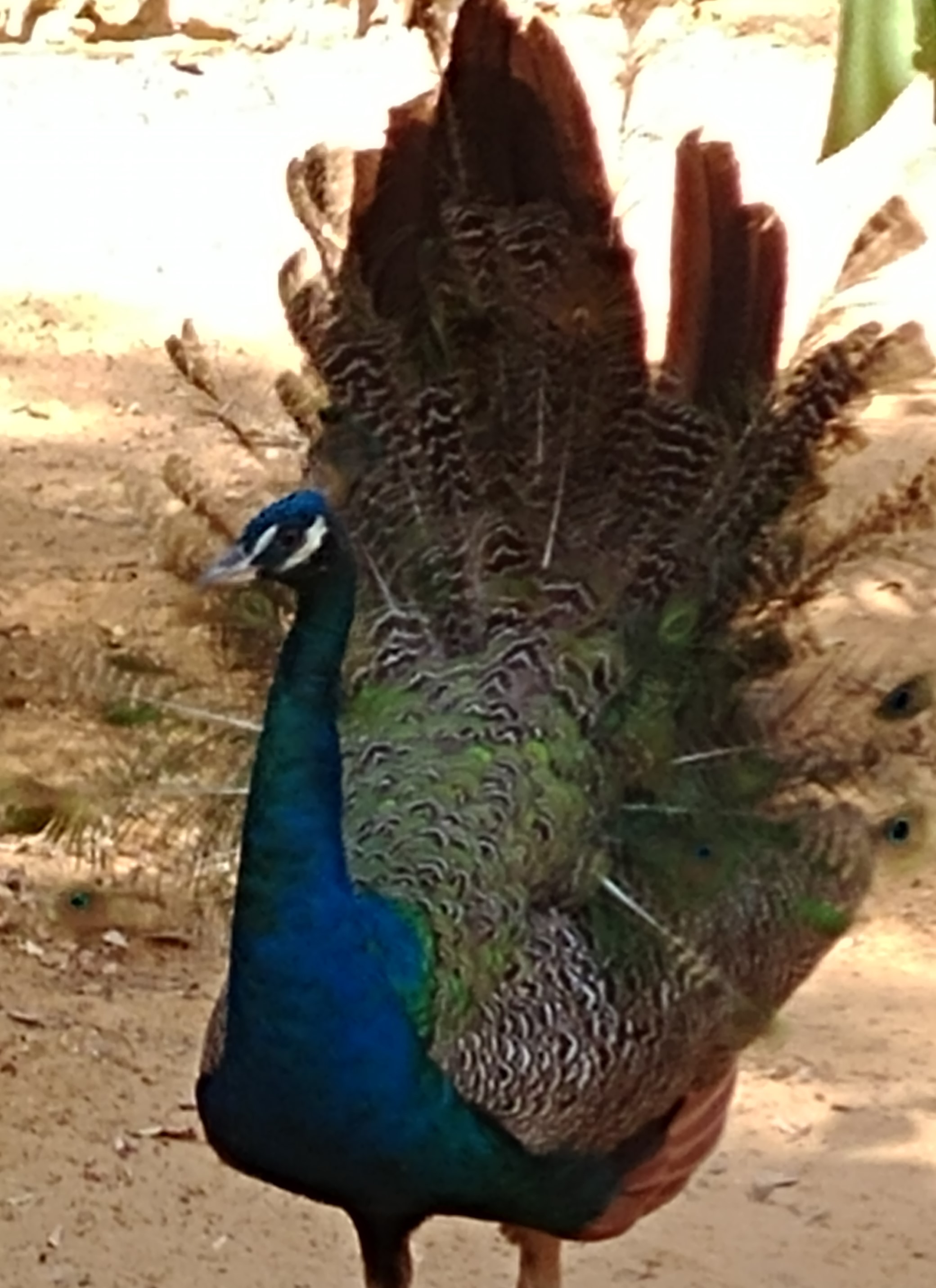 ספר החיות שלי by תלמיד  - Ourboox.com