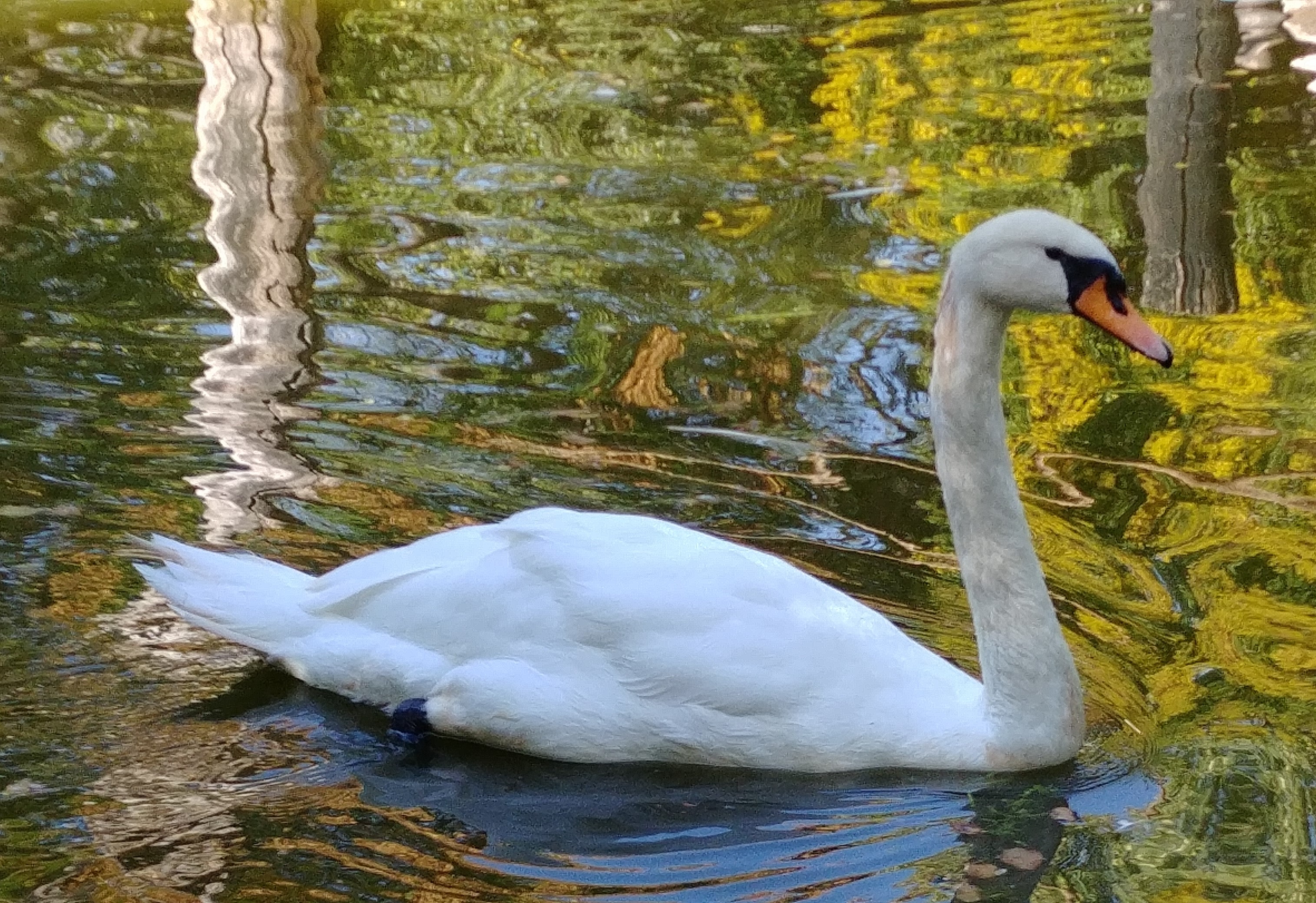 ספר החיות שלי by תלמיד  - Ourboox.com