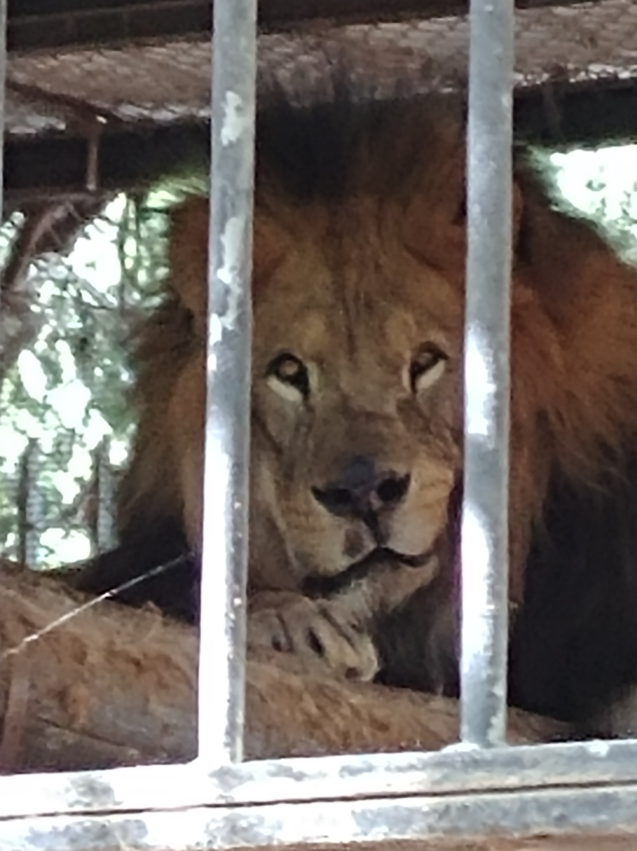 ספר החיות שלי by תלמיד  - Ourboox.com