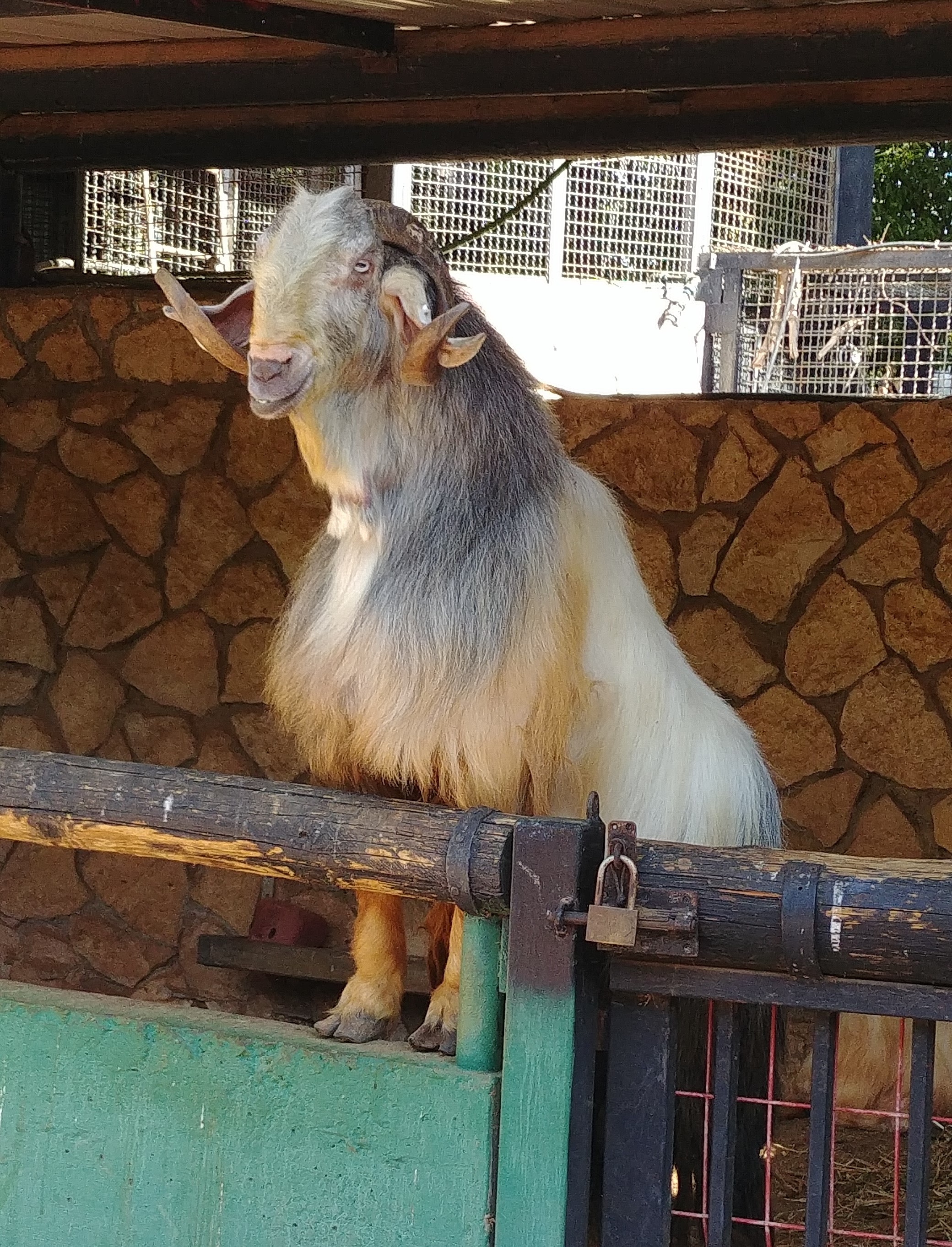 ספר החיות שלי by תלמיד  - Ourboox.com