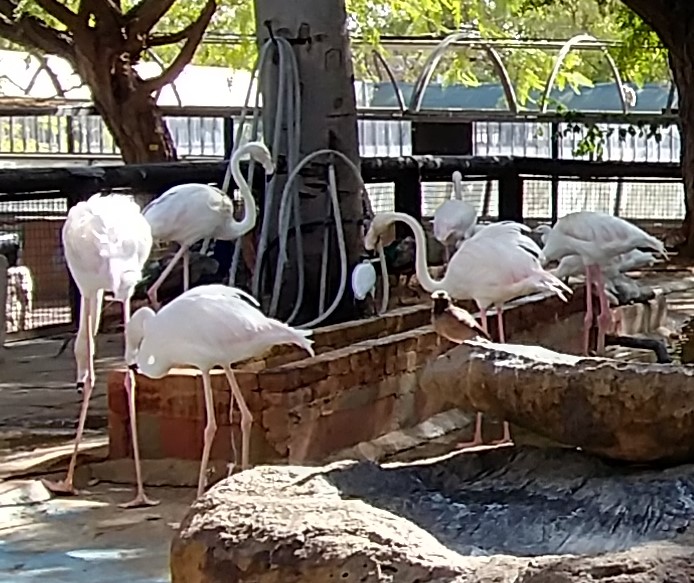 ספר החיות שלי by תלמיד  - Ourboox.com