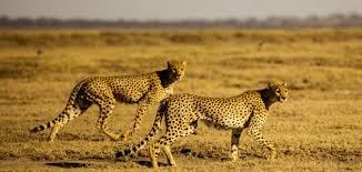 الحيوانات البرية by nawal qaraeen - Illustrated by نوال قراعين - Ourboox.com