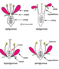 الورود البريه by besan rajaby - Ourboox.com