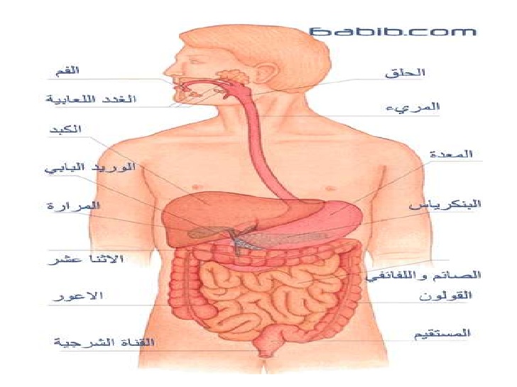 الجهاز الهضمي by alaa jaber - Illustrated by alajaber - Ourboox.com