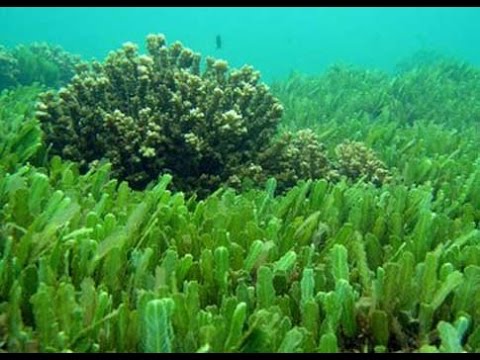 الاعشاب البحرية by layan - Illustrated by ليان - Ourboox.com