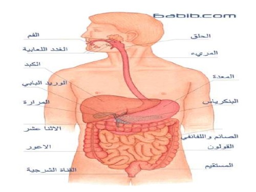 الجهاز الهضمي by BISAN KARAKI - Ourboox.com