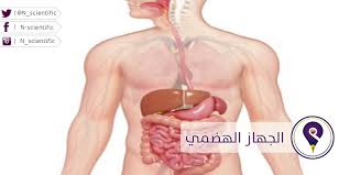 الجهاز الهضمي by maria gahazale - Ourboox.com