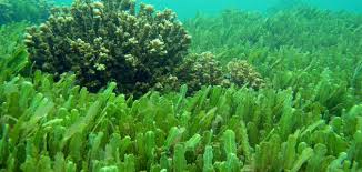 النباتات المائيه by yasmeen abu lail - Ourboox.com