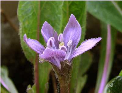 النباتات البرية by janat jbrini - Ourboox.com