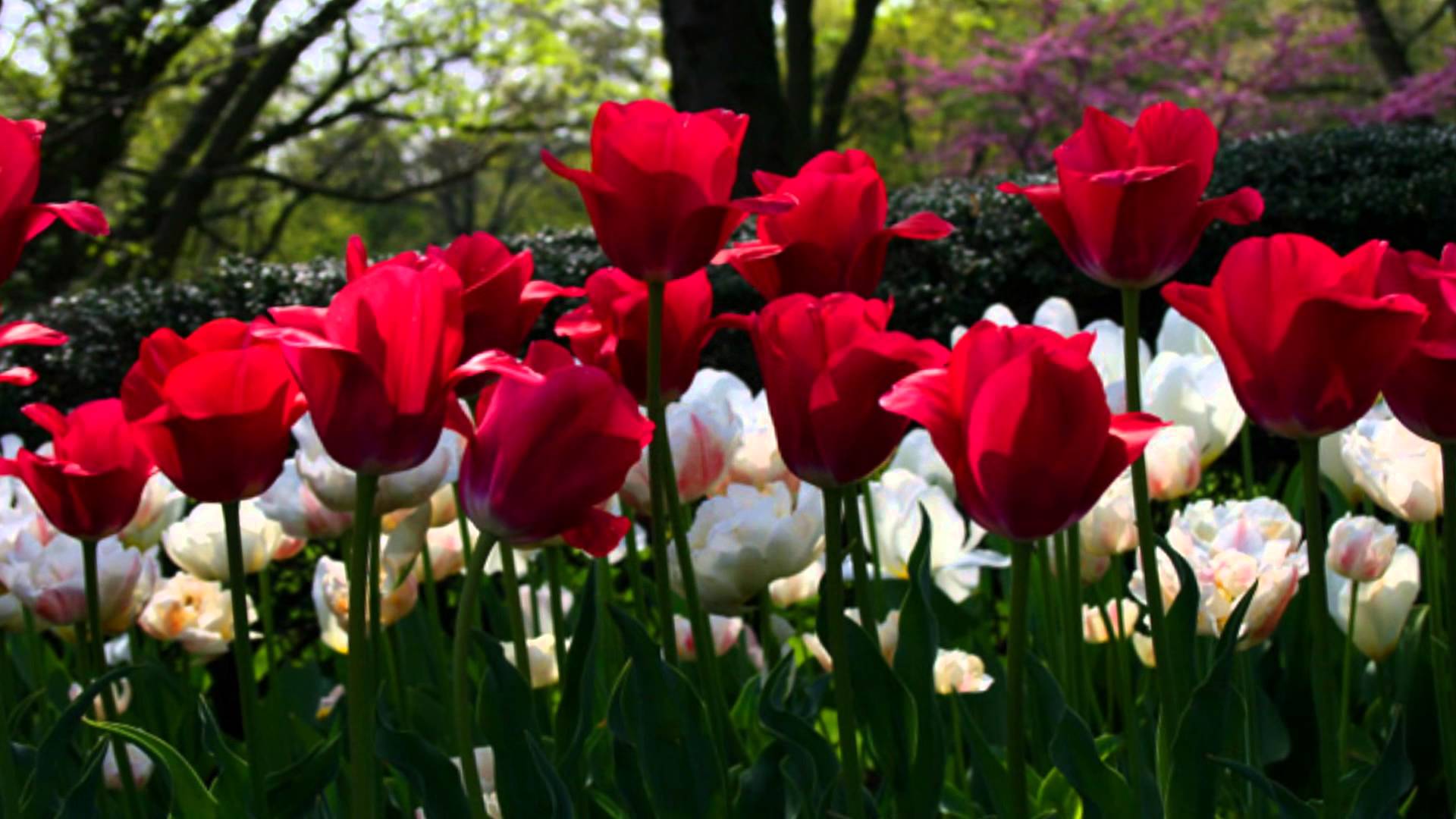 الورد by tasneem sarandh - Ourboox.com