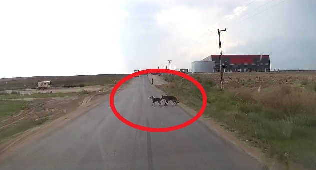 שני כלבים מאת :עמית ושחף by beeri - Ourboox.com