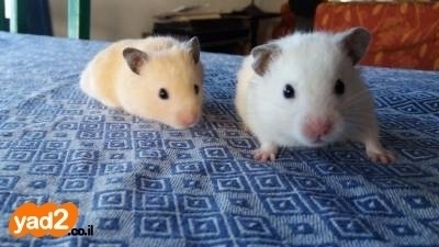 טיולם של שני אוגרים בראשון לציון- כתבו עלמה וליאן כיתה ד2 by beeri - Ourboox.com