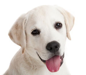 הכלב שלומד על באר המים בראשון לציון by beeri - Ourboox.com