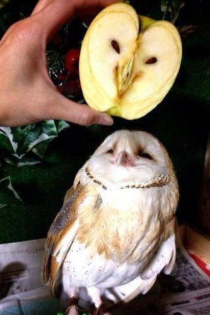 birds by Rachel zalmanovich - Ourboox.com