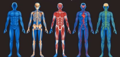 الجهاز العصبي by enas.jam - Illustrated by ايناس جمجوم - Ourboox.com