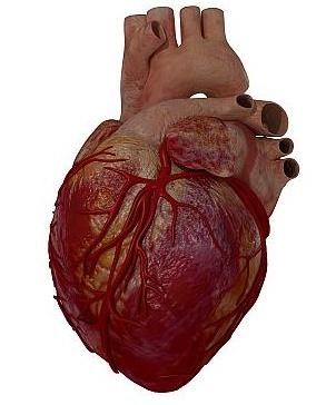 القلب by Talin Halabiha - Illustrated by تالين حلبية - Ourboox.com