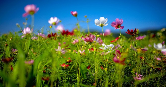 النباتات البرية by hadeel.alrishiq - Illustrated by hadeel.al-rishiq - Ourboox.com