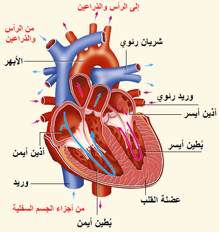 القلب by Talin Halabiha - Illustrated by تالين حلبية - Ourboox.com