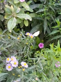 النباتات البرية by soojoddwiek - Ourboox.com