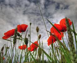 النباتات البرية by hadeel.alrishiq - Illustrated by hadeel.al-rishiq - Ourboox.com