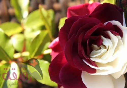 النباتات البرية by hadeel.alrishiq - Illustrated by hadeel.al-rishiq - Ourboox.com