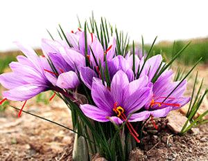 النباتات البرية by shireenzorba - Illustrated by شيرين زوربا - Ourboox.com