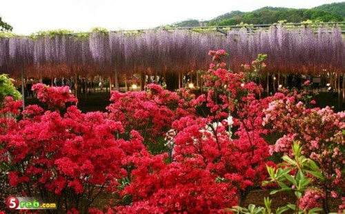 الزهور وجمالها by shoosh - Ourboox.com