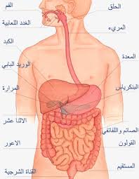 أجهزة جسم الانسان by fatoom - Ourboox.com