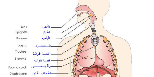 اجهزه الجهاز التنفسي by shahd - Ourboox.com