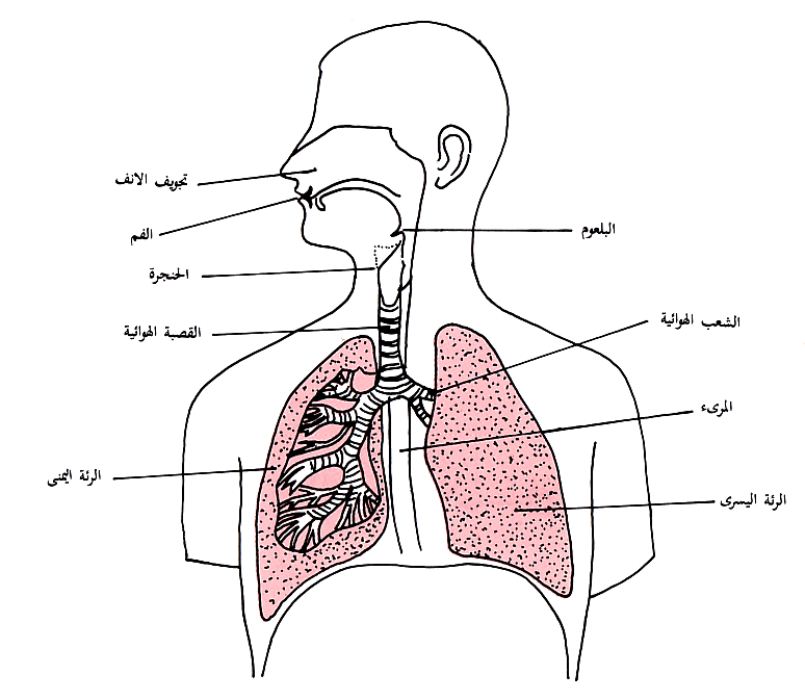 اجهزة جسم الانسان by ayamuneer - Illustrated by ayamoha.... - Ourboox.com