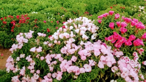 החווה שלנו by Rina sharon - Ourboox.com