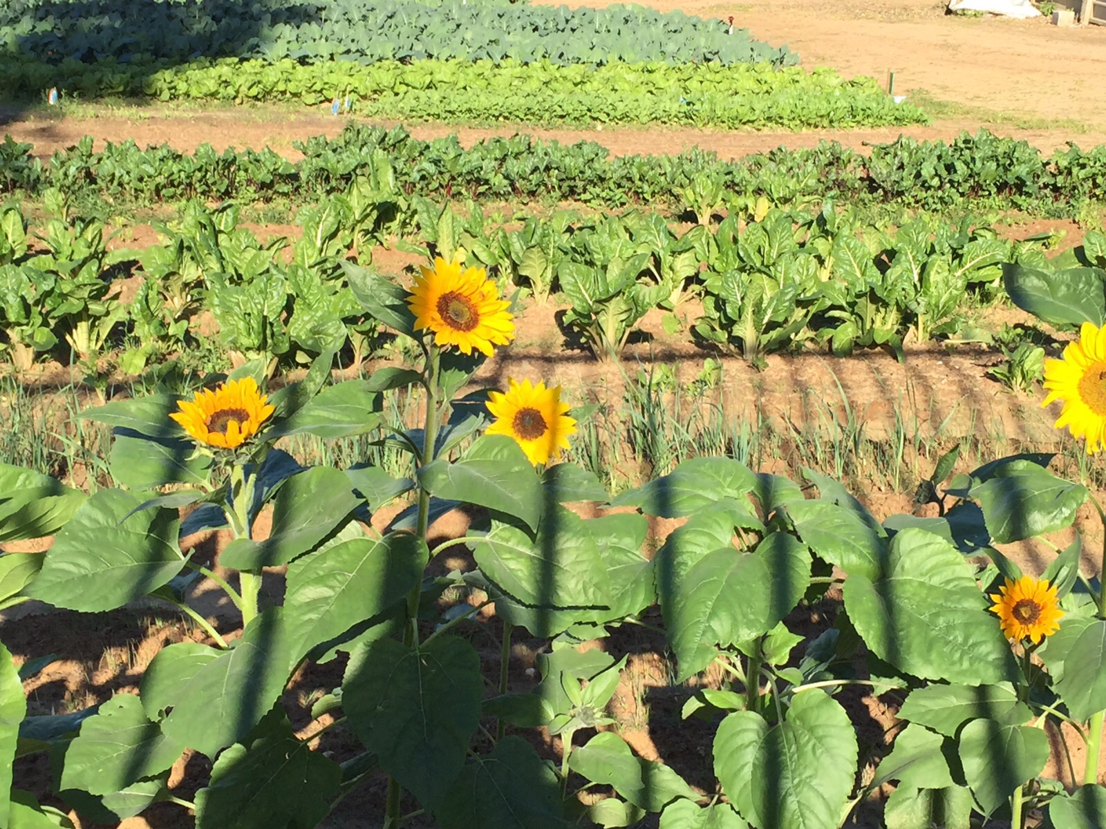 החווה שלנו by Rina sharon - Ourboox.com