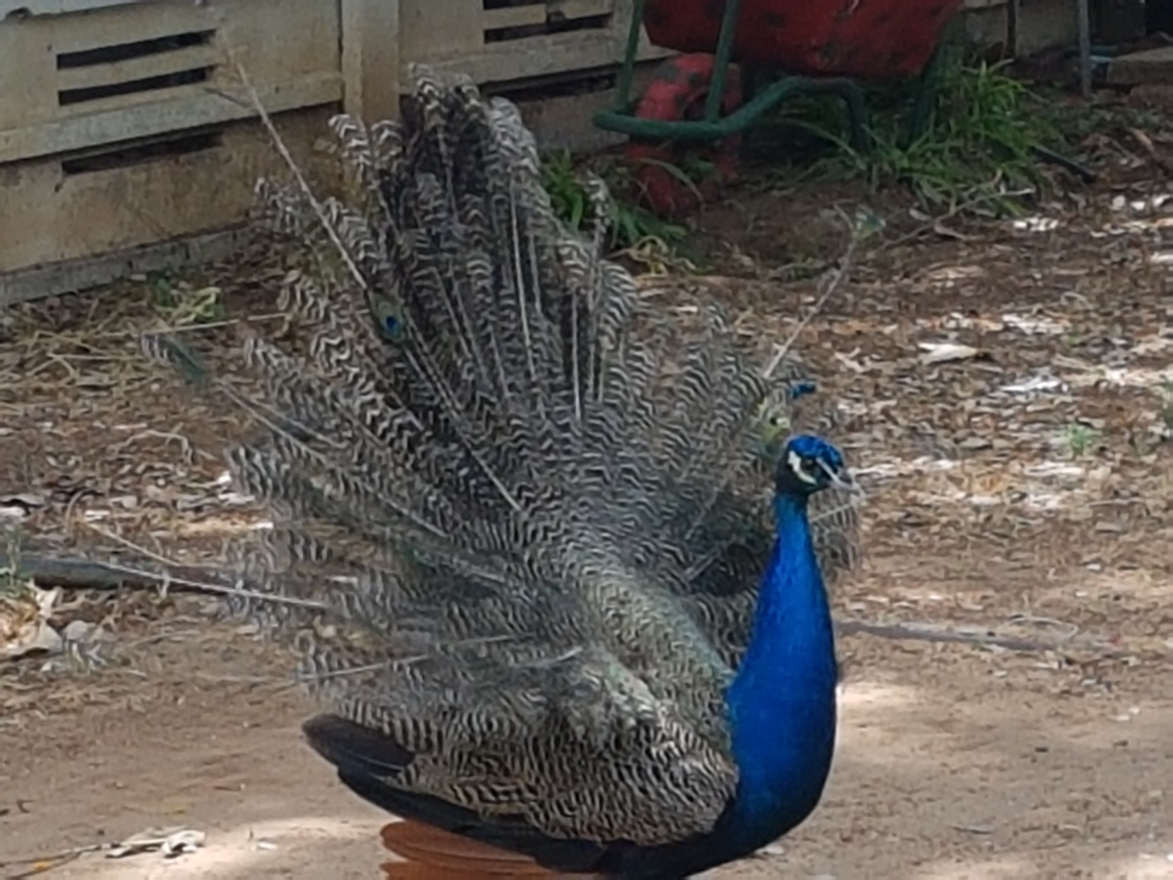 החווה שלנו by Rina sharon - Ourboox.com