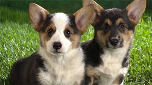 שני כלבים מאת :עמית ושחף by beeri - Ourboox.com