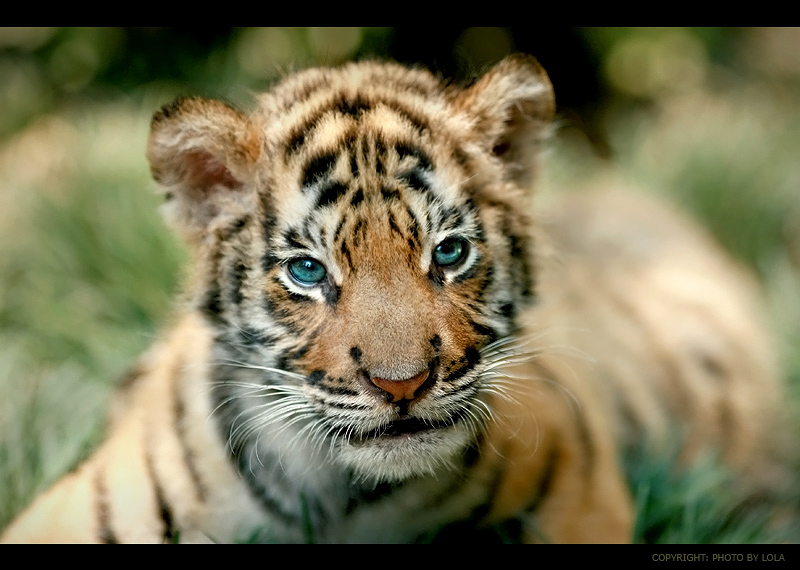 Практичний посібник для вихователів та батьків на тему “Мешканці лісу” by Tanya Kobylynska - Ourboox.com