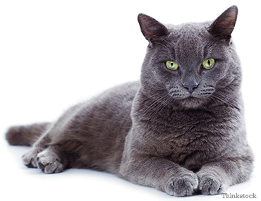 שפת הגוף של החתול שלך לפני תקיפה by orly - Ourboox.com