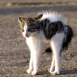 שפת הגוף של החתול שלך לפני תקיפה by orly - Ourboox.com