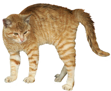 שפת הגוף של החתול שלך לפני תקיפה by orly - Ourboox.com