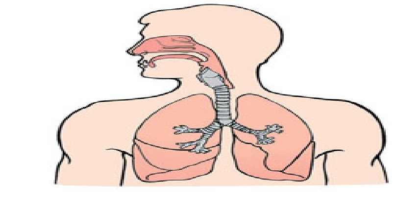 الجهاز التنفسي by sondos dweik - Illustrated by سندس - Ourboox.com
