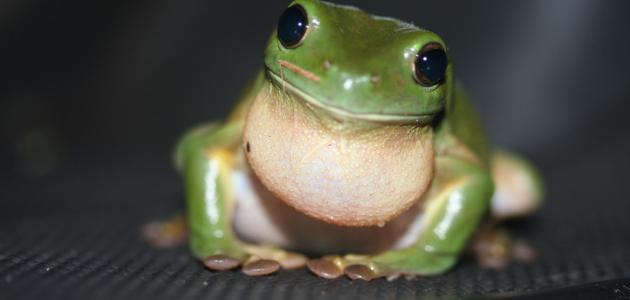 البرمائيات by shahdrisheq - Ourboox.com