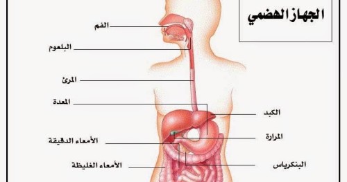 الجهازلهضمي by ASEELEWADA - Ourboox.com