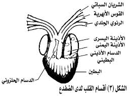 البرمائيات by shahdrisheq - Ourboox.com