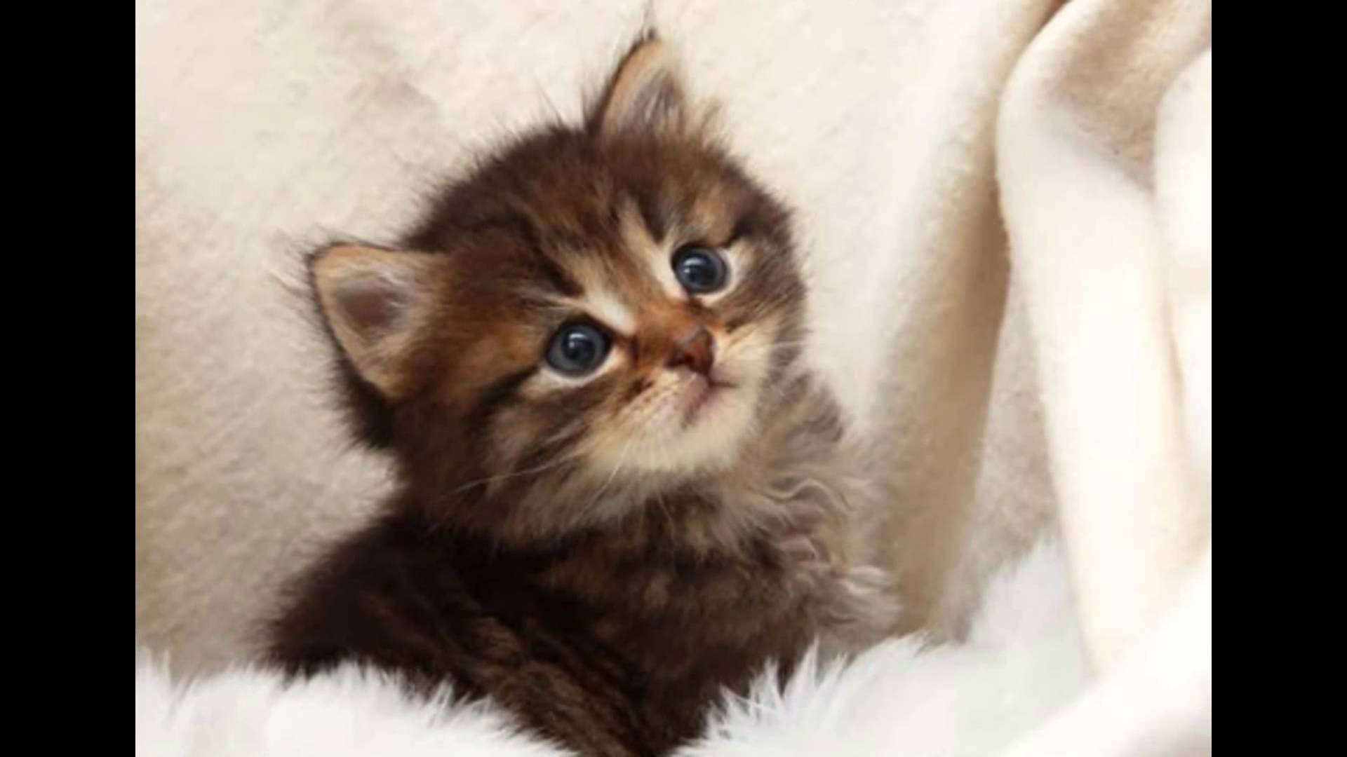 חתולים חמודים by shaked - Ourboox.com