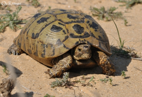 משל מנקודת המבט של הדמות by matan - Illustrated by מתן בר - Ourboox.com