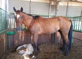 “השייח הפיקח מוציא לאור משפט” by Liz shapira - Ourboox.com