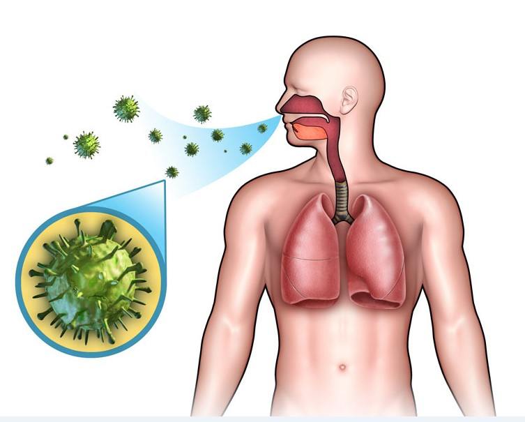 الجهاز التنفسي by bara shweiki - Ourboox.com