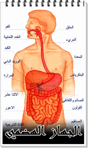 الجهاز الهضمي by tala morad - Ourboox.com