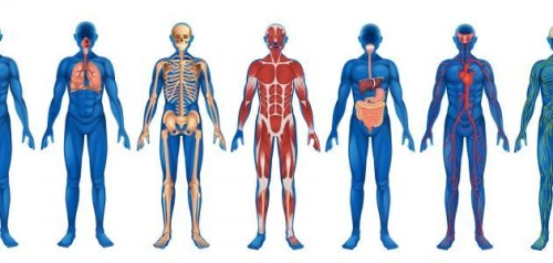 اجهزة جسم الانسان by maria - Ourboox.com