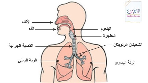 الجهاز التنفسي by shahd zaneen - Ourboox.com
