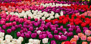 الاازهار by ruaa ishtay - Ourboox.com